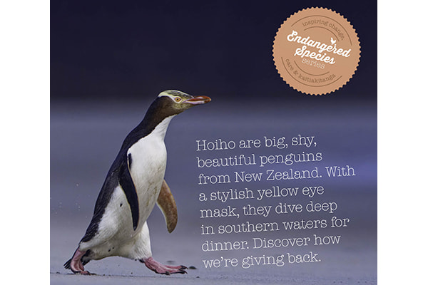 Die Neuseeländischer Gelbaugenpinguin